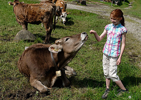 女孩,11岁,山,母牛,草场,山地牧场,高山,斯瓦比亚,巴伐利亚,德国,欧洲
