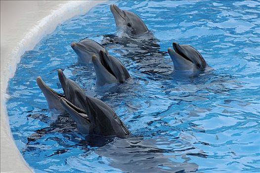 海豚,展示,公园,波多黎各,特内里费岛,加纳利群岛,西班牙
