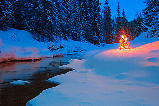 发光,圣诞树,山川