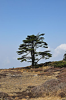 高山草甸