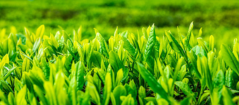 茶园里新鲜的茶芽和叶