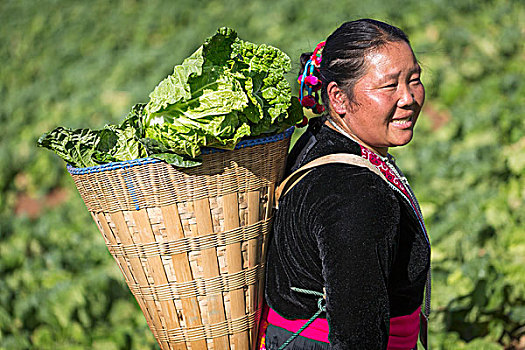 女人,洪族人,山,部落,收获,卷心菜,清迈,泰国