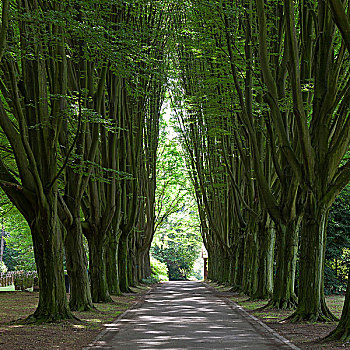 树,小路,墓地,多特蒙德,北莱茵-威斯特伐利亚,德国,欧洲