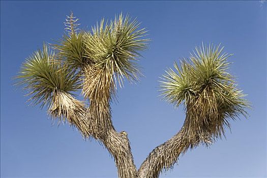 约书亚树,莫哈维沙漠,加利福尼亚,美国