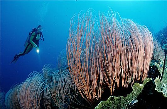 潜水者,珊瑚礁,巴布亚新几内亚