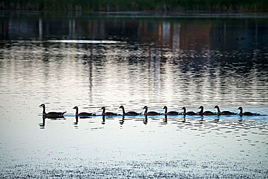 黑额黑雁,加拿大雁,游泳,直线,后面,鹅,英里,房子,不列颠哥伦比亚省,加拿大