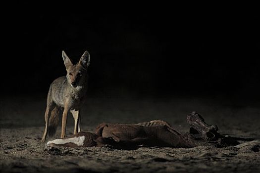 丛林狼,犬属,埃尔比斯开诺生物圈保护区,墨西哥