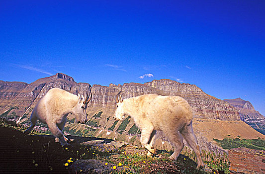 石山羊,领土,冰川国家公园,蒙大拿