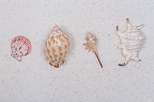 海螺,贝壳在白色的沙滩上