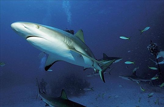 鲨鱼,加勒比真鲨,鱼,水下,海洋动物,动物