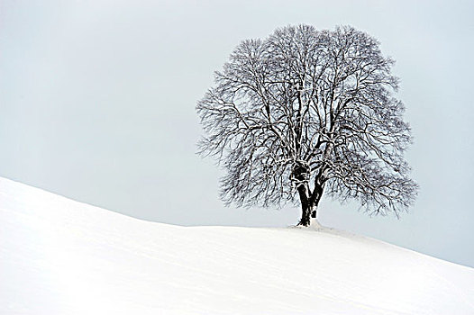 冬天,树,菩提树,椴树属,站立,冰碛,苏黎世,瑞士