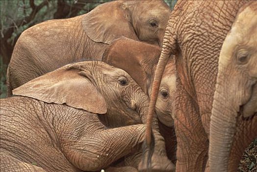 非洲象,探索,老年男性,孤儿,东察沃国家公园,肯尼亚