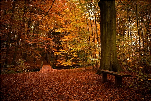 秋色,树林