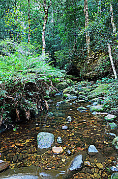 溪流,蓝山国家公园,新南威尔士,澳大利亚