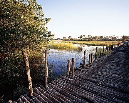 木道,上方,湿地,博茨瓦纳