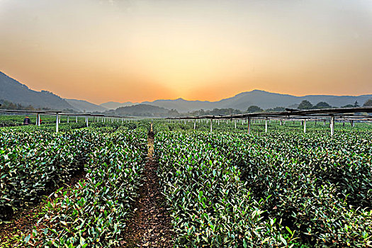 茶树,花园,乡村地区