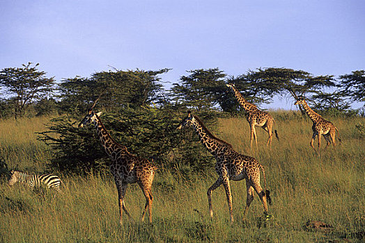肯尼亚,马赛马拉,白氏斑马,马萨伊,长颈鹿