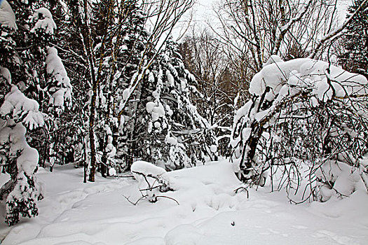 林海雪原,森林,白雪,吉林,延边