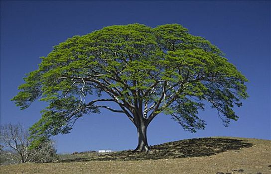 树,哥斯达黎加,中美洲