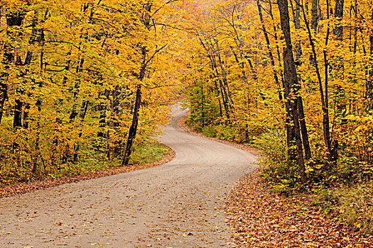 道路,阿尔冈金省立公园,安大略省,加拿大