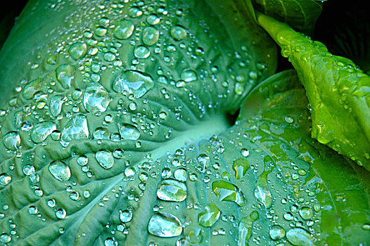 水滴,绿色植物,叶子,特写