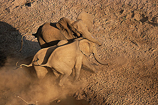 航拍,非洲象,跑,克鲁格国家公园,南非