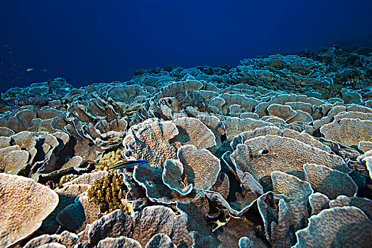 大象,鼻子,珊瑚,环礁,印度洋,马尔代夫,亚洲