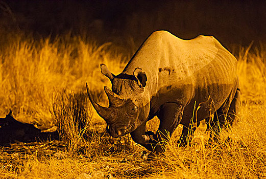 黑犀牛,犀牛,母牛,靠近,泛光灯照明,水坑,露营,夜晚,埃托沙国家公园,纳米比亚,非洲