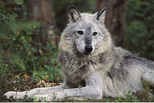 大灰狼,蒙大拿,美国