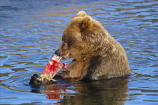 棕熊,吃,三文鱼,食物,布鲁克斯河,国家公园,阿拉斯加,美国