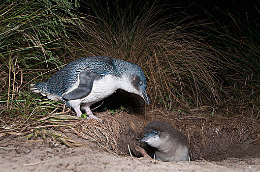 小蓝企鹅,幼禽,巢穴,塔斯马尼亚,澳大利亚