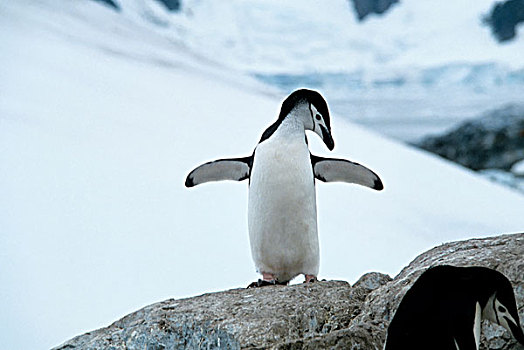 南极,帽带企鹅