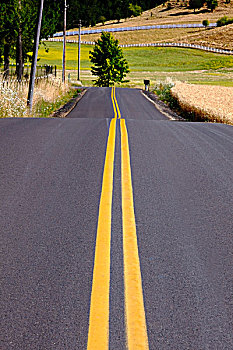 麦田,道路,乡野,威拉梅特谷,俄勒冈,美国