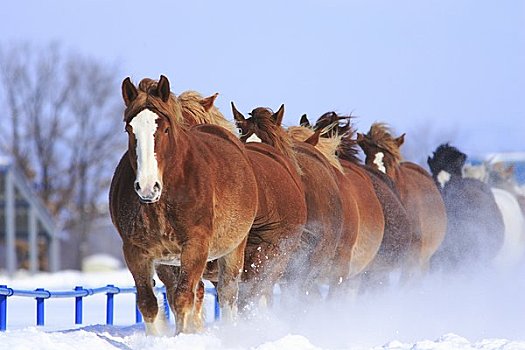 马,训练,雪原
