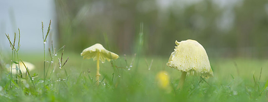 雨天,全景,黄蘑菇