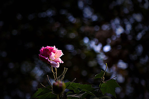 美丽的芙蓉花,木芙蓉,拒霜花,木莲,地芙蓉,华木