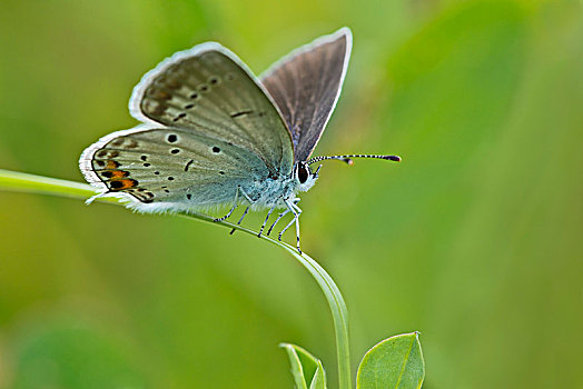 短尾蓝蝶,蝴蝶,布尔根兰,奥地利,欧洲