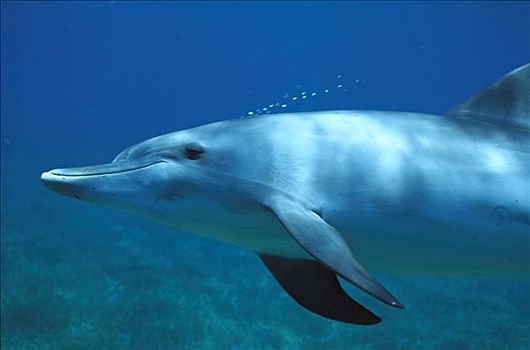 大西洋点斑原海豚,花斑原海豚,泡泡,巴哈马,加勒比海