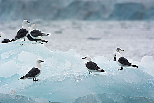 挪威,斯瓦尔巴特群岛,斯匹次卑尔根岛,三趾鸥,冰山