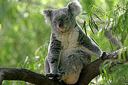 树袋熊,坐,树,枝条,澳大利亚