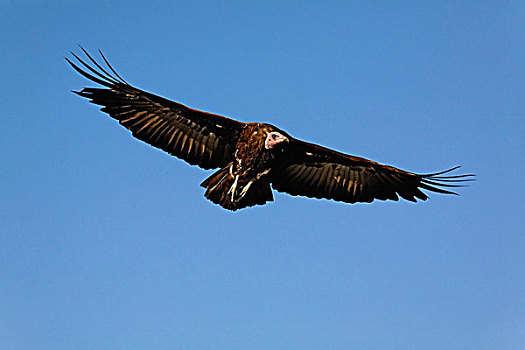 努比亚秃鹫,飞行,肉垂秃鹫,马塞马拉野生动物保护区,肯尼亚