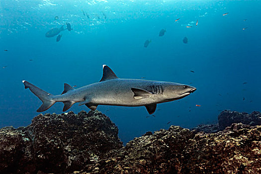 鲨鱼,高处,礁石,北西摩岛,加拉帕戈斯群岛,太平洋