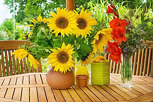 向日葵,秋麒麟草属植物,花园桌