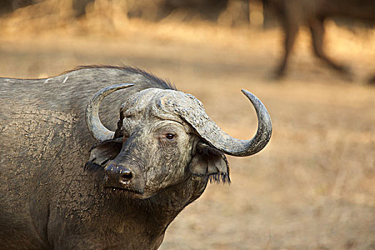 非洲水牛,津巴布韦,非洲