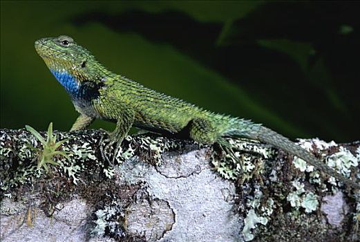 绿色,刺状,蜥蜴,蒙特维多云雾森林自然保护区,哥斯达黎加