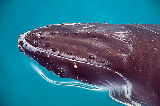 驼背鲸,水下,赫维湾,昆士兰,澳大利亚