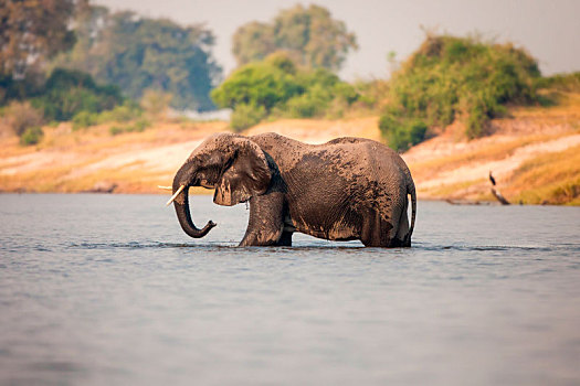 大象,非洲象,站立,膝,深,水中,湿,身体,象鼻,水,看别处