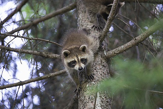 幼兽,浣熊,树上,靠近,安大略省,加拿大