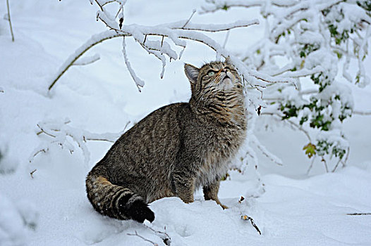 欧洲,野猫科动物,斑貓,雪中