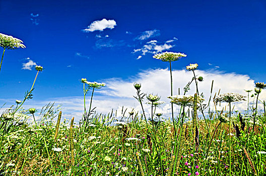 夏日草地,野花,蓝天
